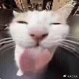 要不要不要