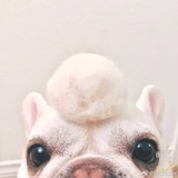 头顶一颗瓜