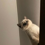 木头ge