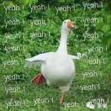 Q_Q