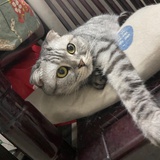 林林