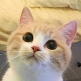 甜菜