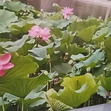 项家庄报项井发