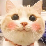 雅思