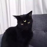 POMELOo