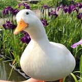但愿人长韭菜饺