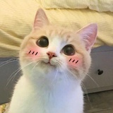 李撩撩的猫