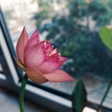 一品蓝风