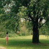 🌳霊芝