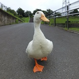 跟鸭子散步