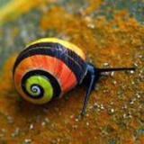 平行的蜗牛