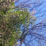 那年岚山两相忘