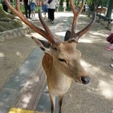 王思懿
