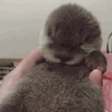 腿毛大兄