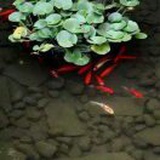水