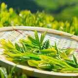 学非歇
