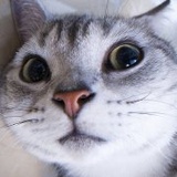 巵言