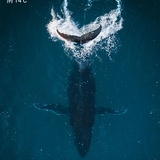 🐳落