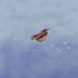 风轻云淡