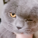 小妮子