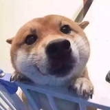 史塔克杜甫