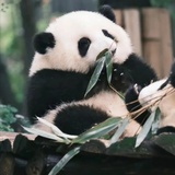 起个响亮的名字