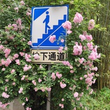 小台酱