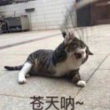 丰仙涛