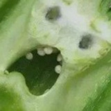 囷