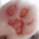 三分糖