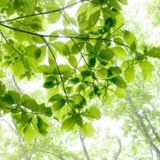 白森林forest