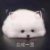 Anne_sha