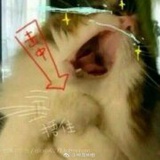 汤圆