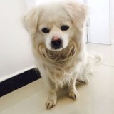 一排句号