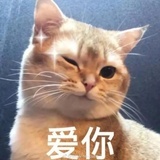 少女和猫