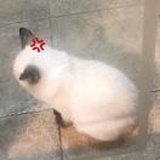 二十