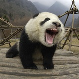 谢一裎