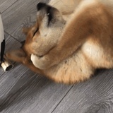 嘎达嘎达