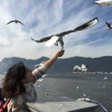漂在海上的H河豚