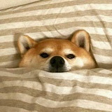 耳东呀