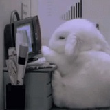 某片树叶