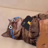 贪吃猫