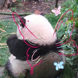 𓆡𓆝𓆟𓆜𓆞𓆝𓆟𓆜𓆞