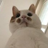 榴莲味的猫