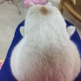 嗷嗷嗷的咸月月