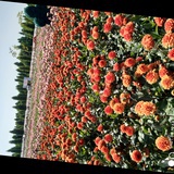 越鞠