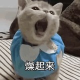 🐼