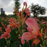 花啦啦