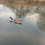 嘻嘻