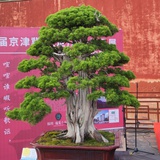 豆友181634591